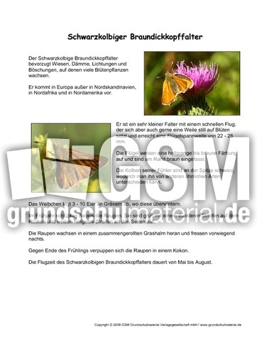 Braundickkopffalter-Steckbrief.pdf